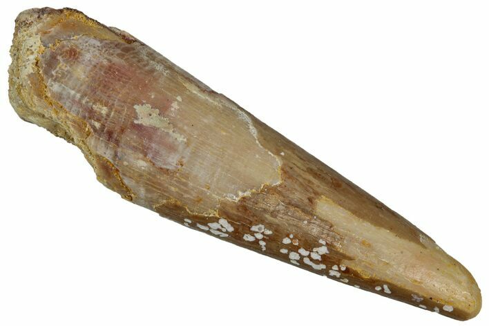 Fossil Pterosaur (Siroccopteryx) Tooth - Morocco #299772